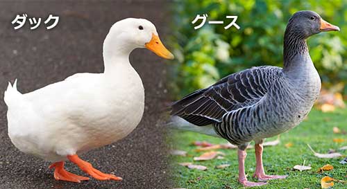 duckgoose